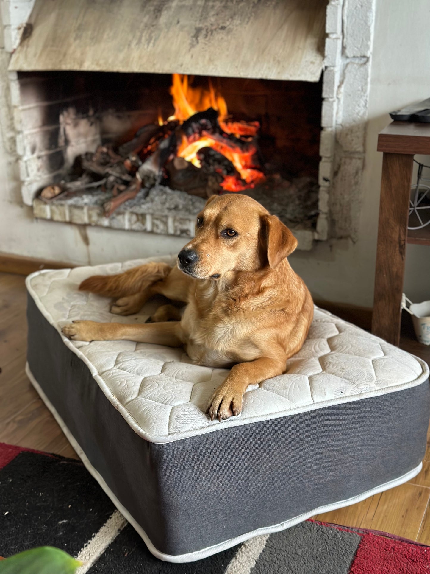 DOG SPRING