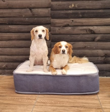 DOG SPRING